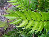 Cyrtomium Falcatum (fam Aspidiacees) (Chine, Japon) (2) (Photo F. Mrugala)